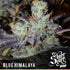 Short Stuff - Blue Himalaya